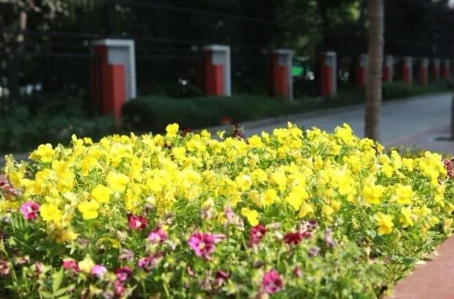 西安高新国际学校学校风景图集01