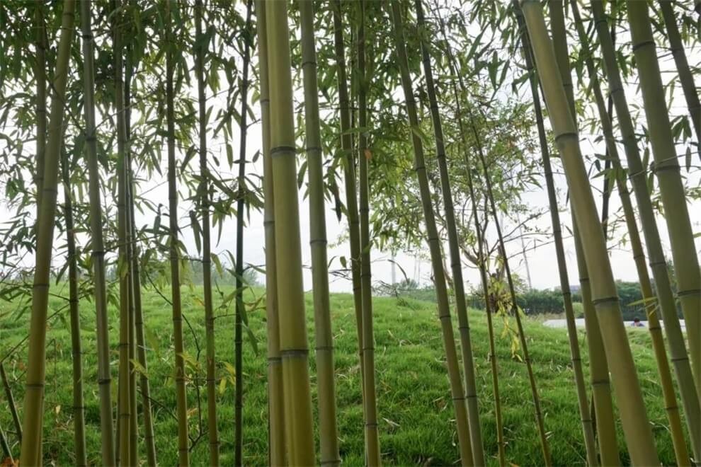 上海更新學(xué)校校園環(huán)境圖集01