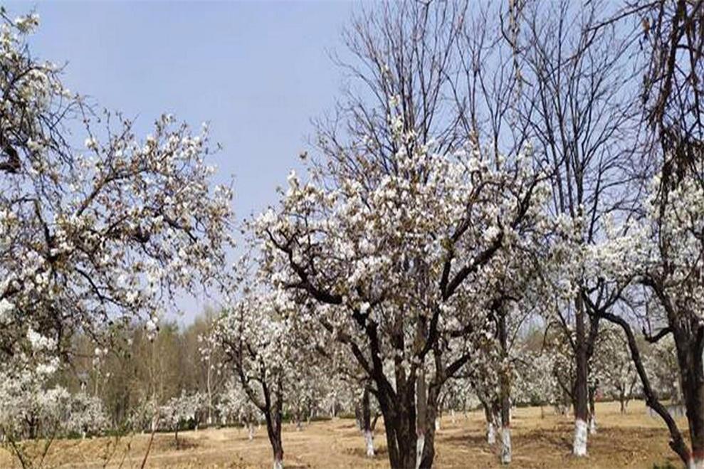 石家庄康福外国语学校咏春怀古寒食节亲子游园活动图集01