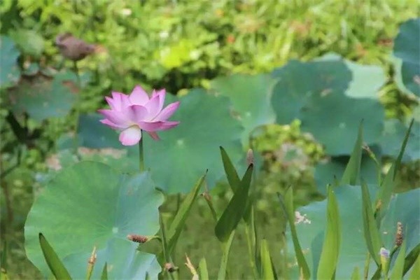 深圳桃源居中澳實驗學校風景圖集01