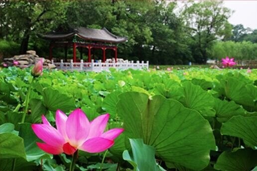 北京一零一中学国际班夏季美景图集