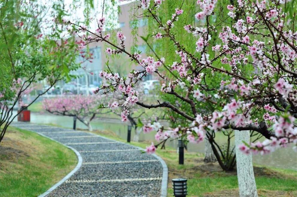 天津大学A-Level国际教育中心春季景观图集