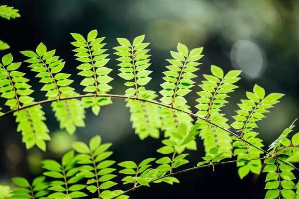 天津美达菲学校植物采集及标本制作活动图集